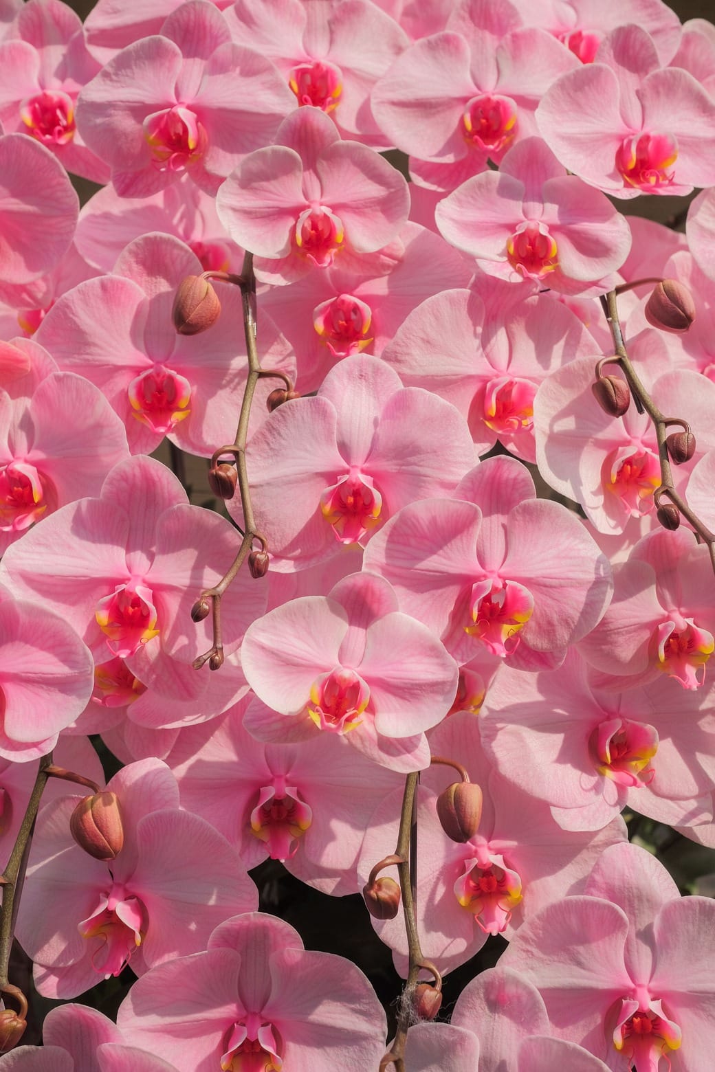 Đại Hồng Phúc 4