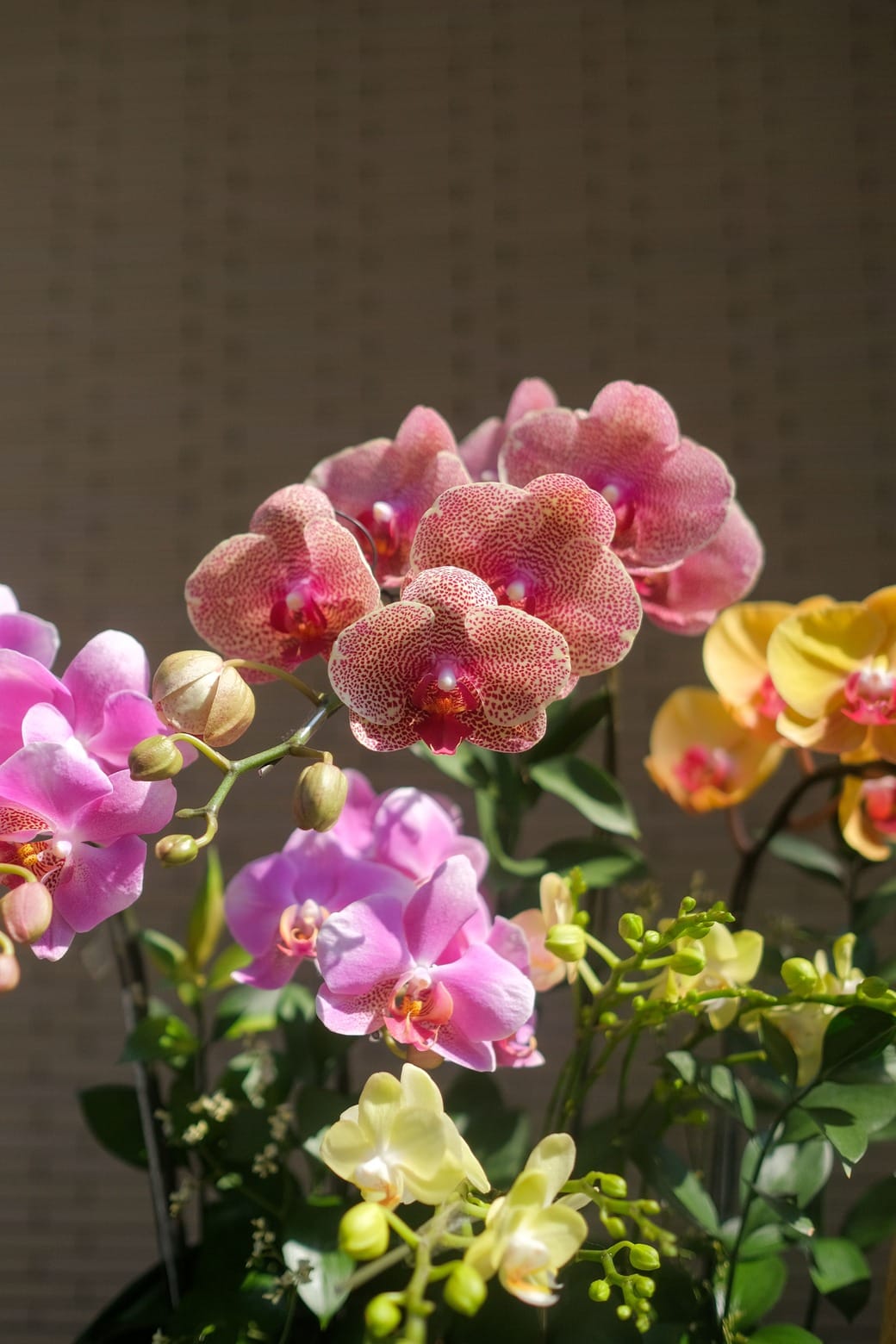 Vũ hội Xuân Ca 2