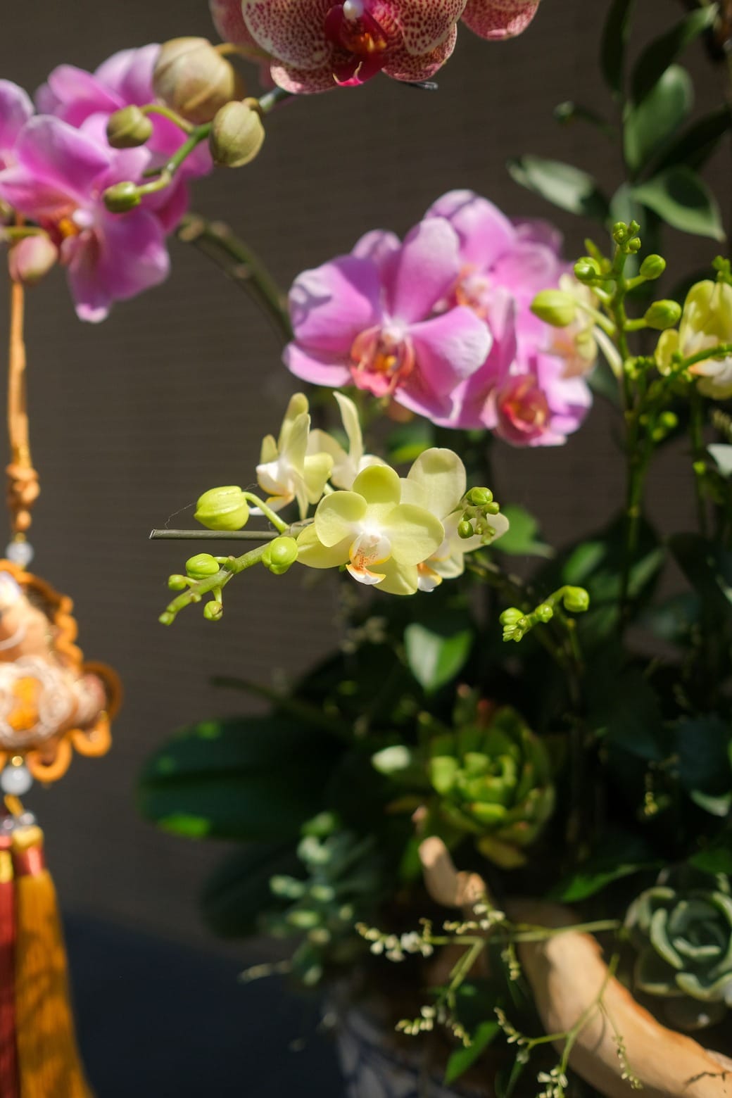 Vũ hội Xuân Ca 5