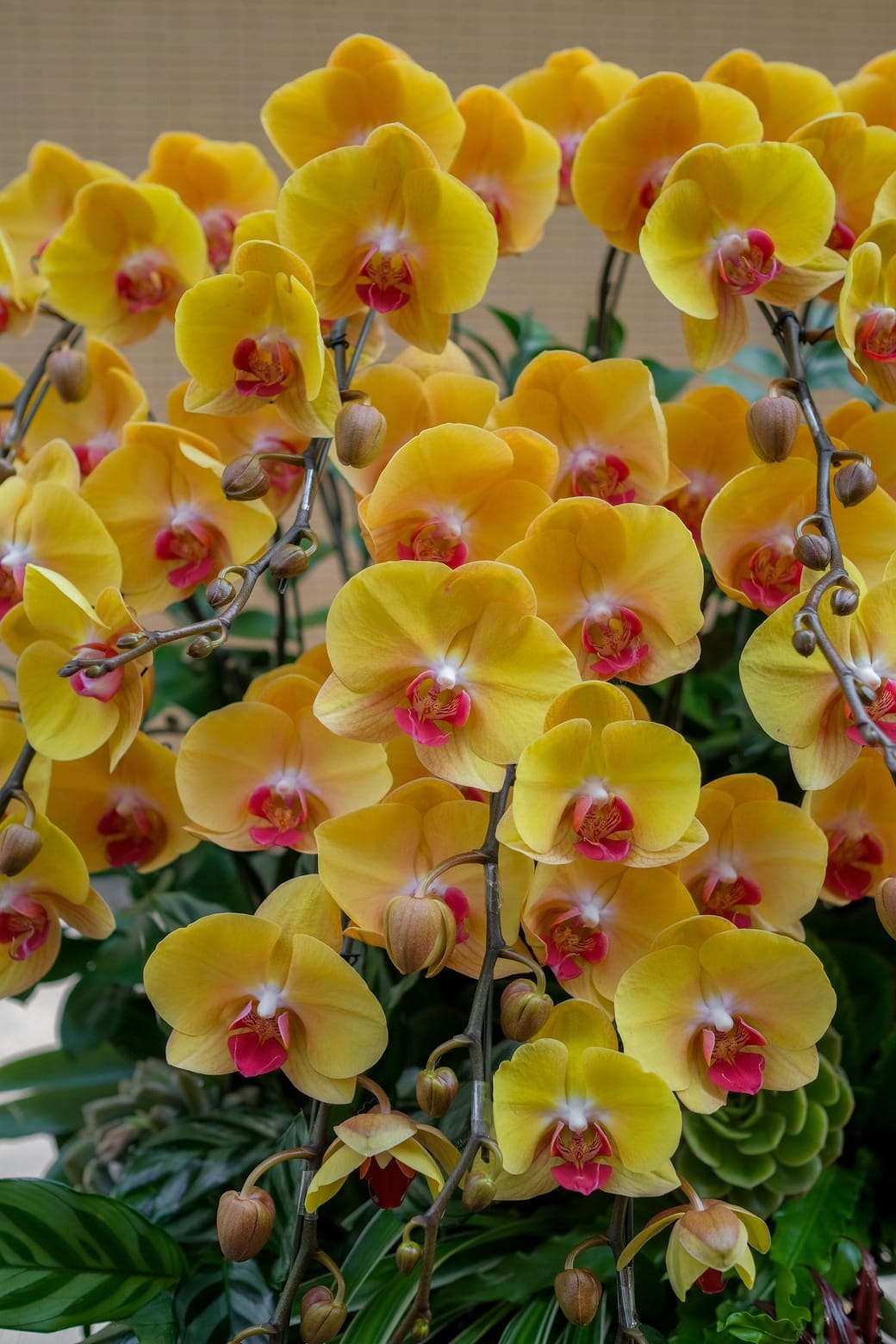 Kim Sắc Đón Lộc 2