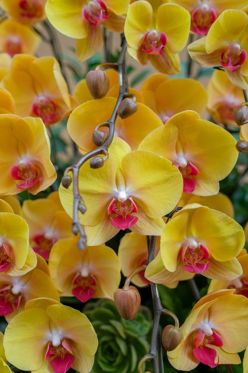 Kim Sắc Đón Lộc 4