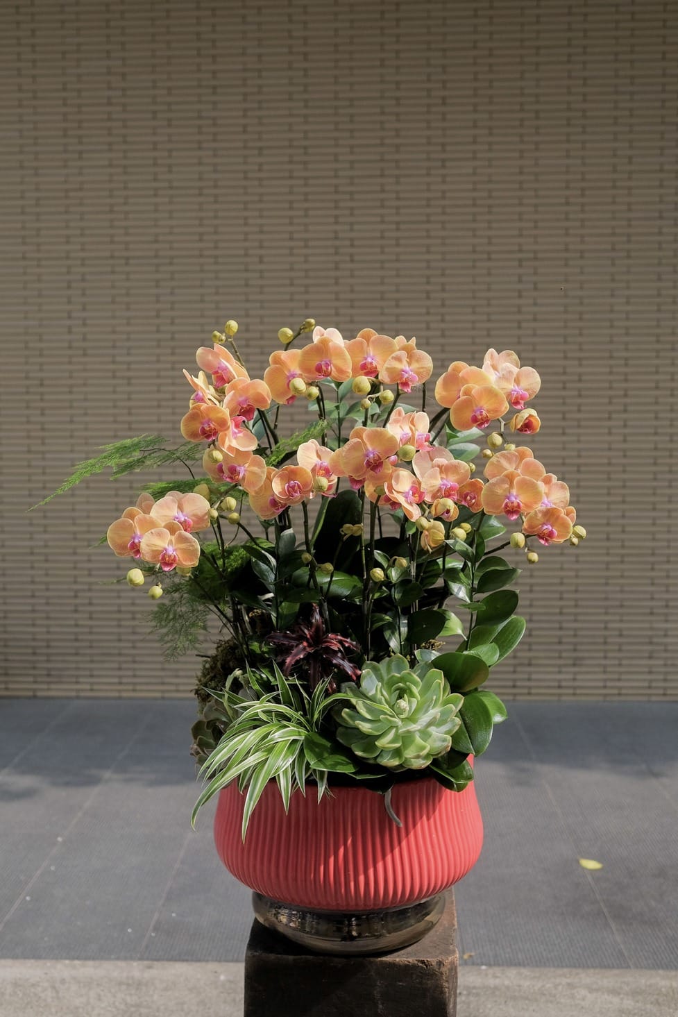 Lộc nở quanh nhà 1