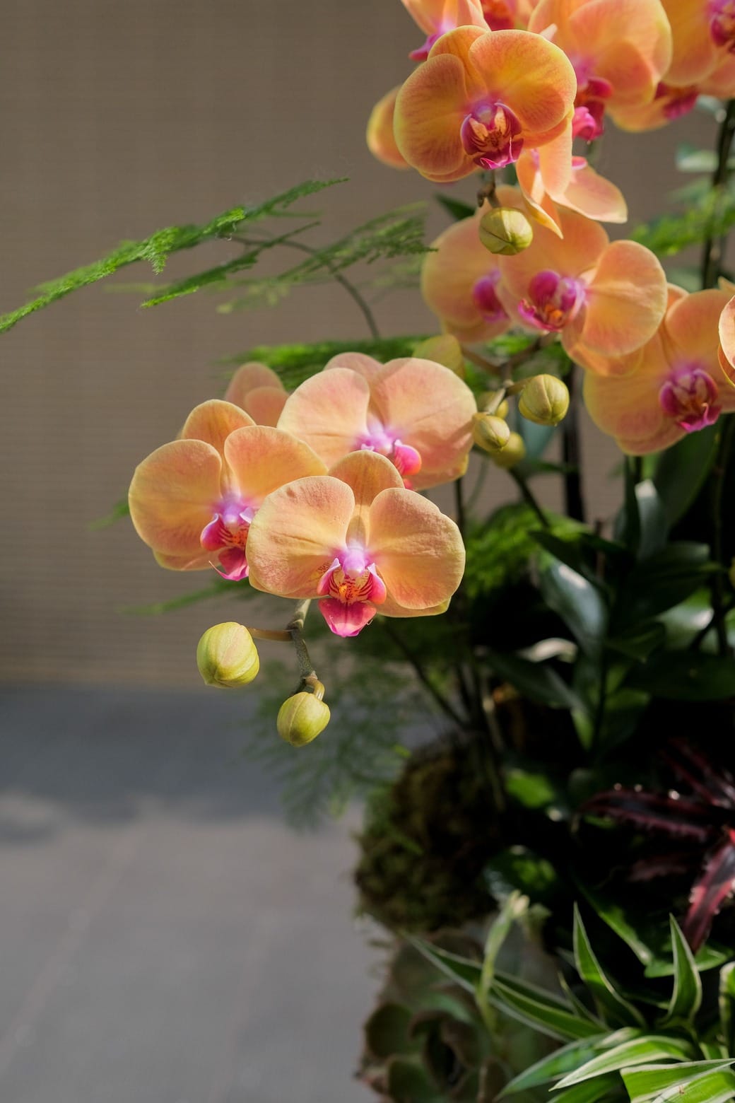 Lộc nở quanh nhà 2