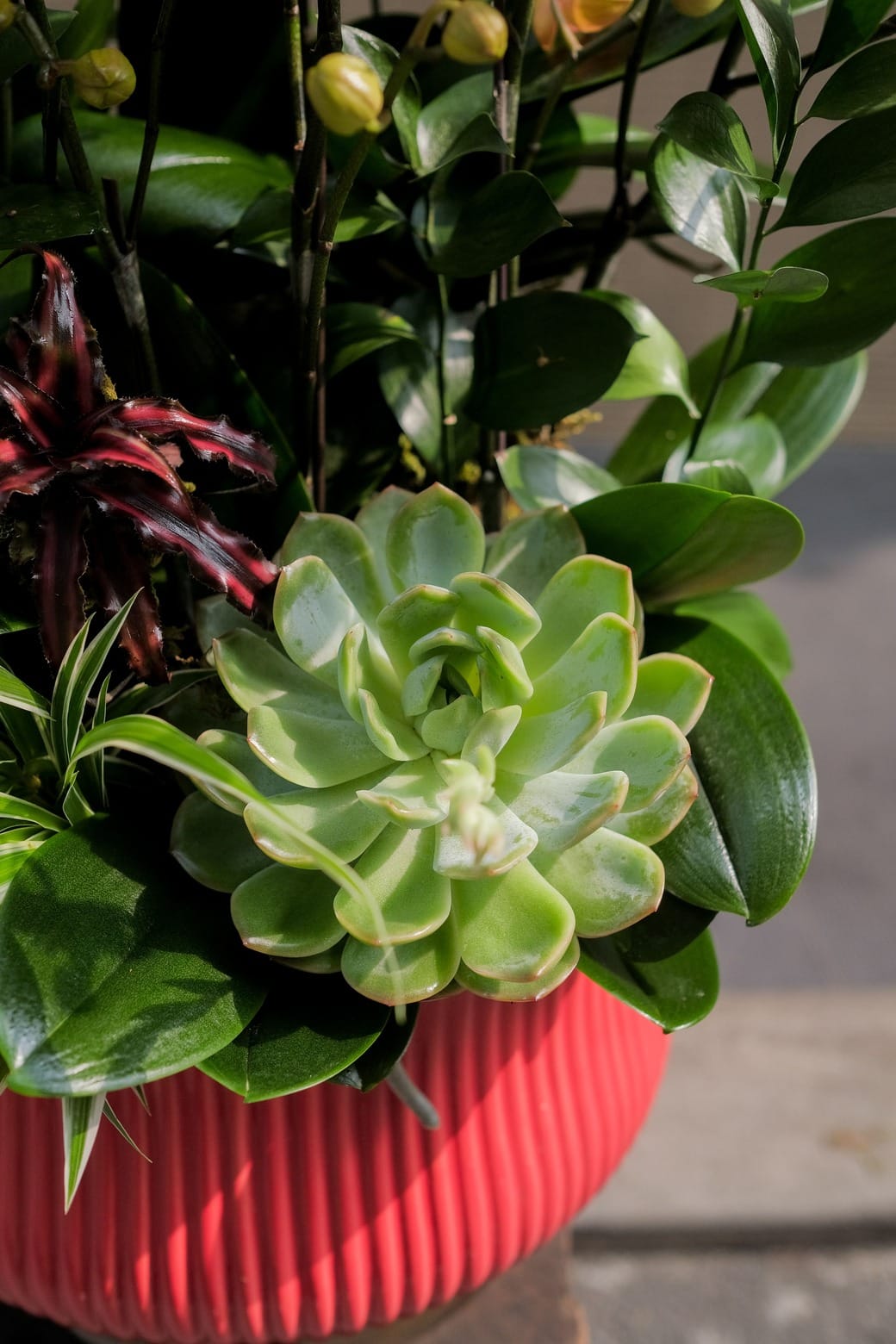 Lộc nở quanh nhà 4