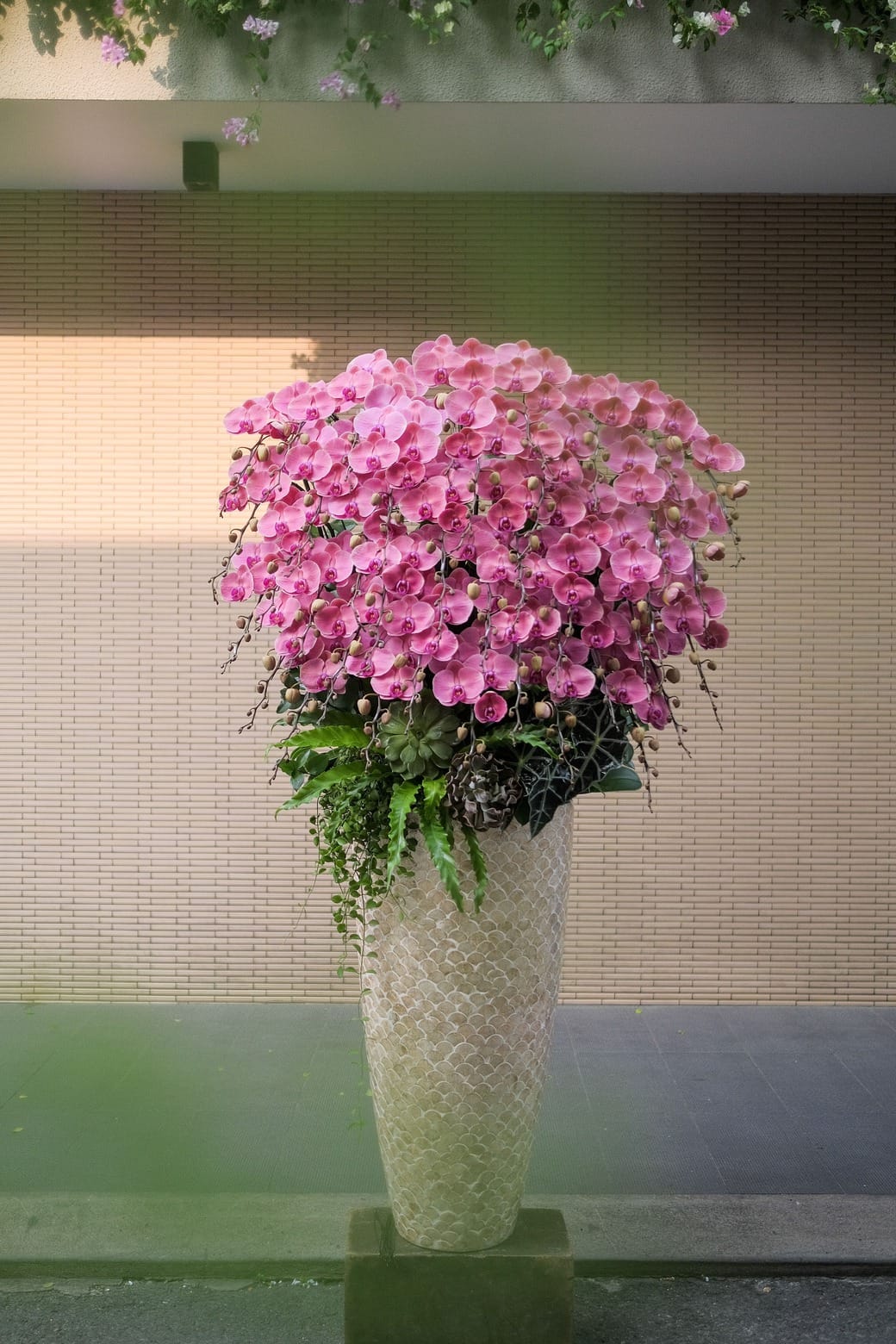 Xuân Đài Khai Sắc 1