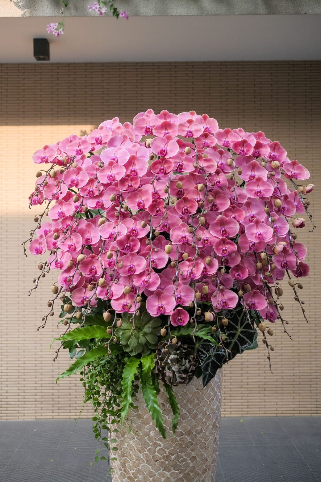 Xuân Đài Khai Sắc 2