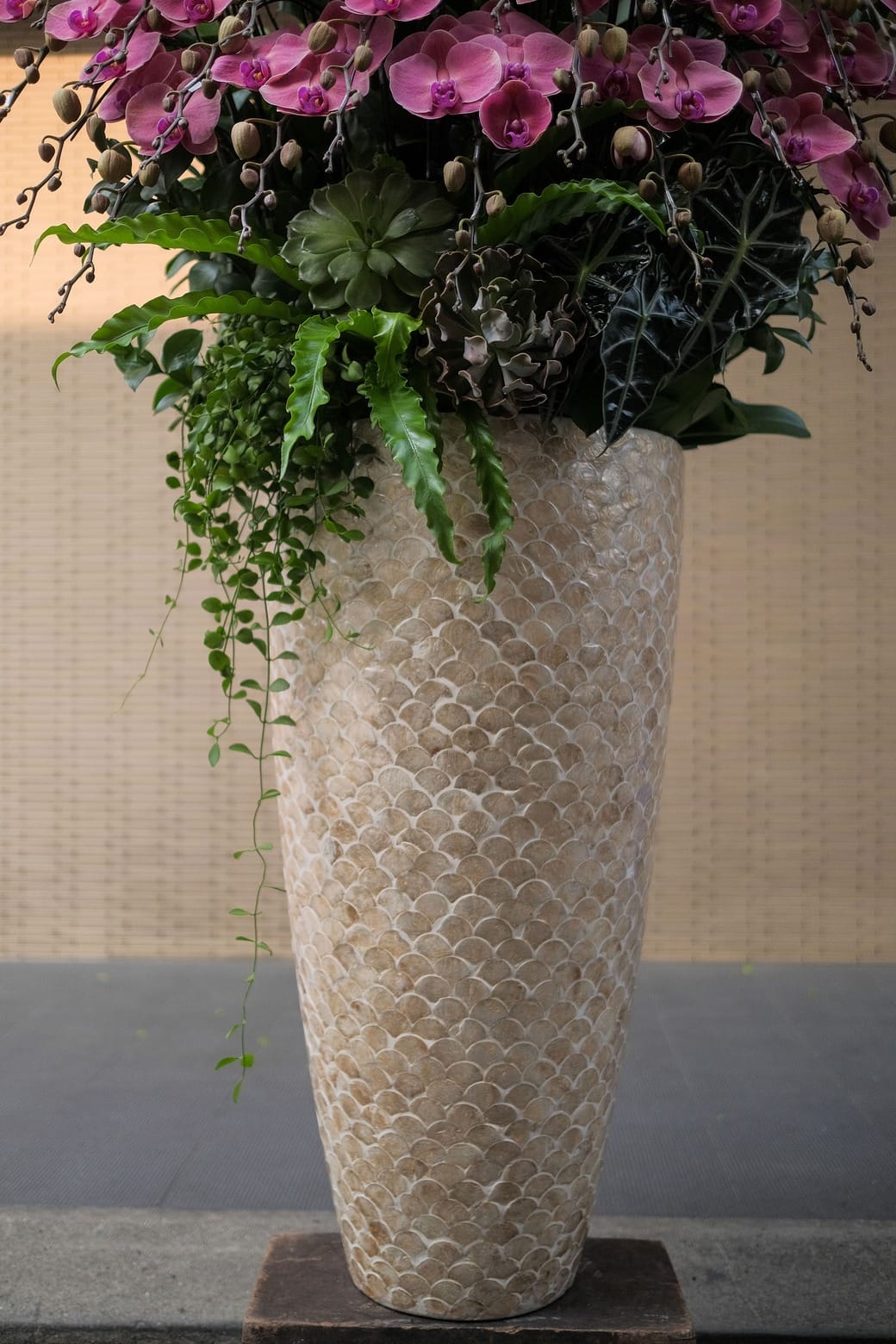 Xuân Đài Khai Sắc 3