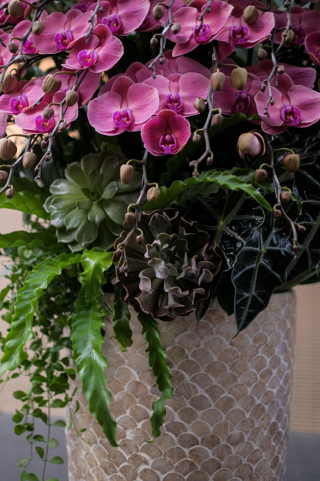 Xuân Đài Khai Sắc 4