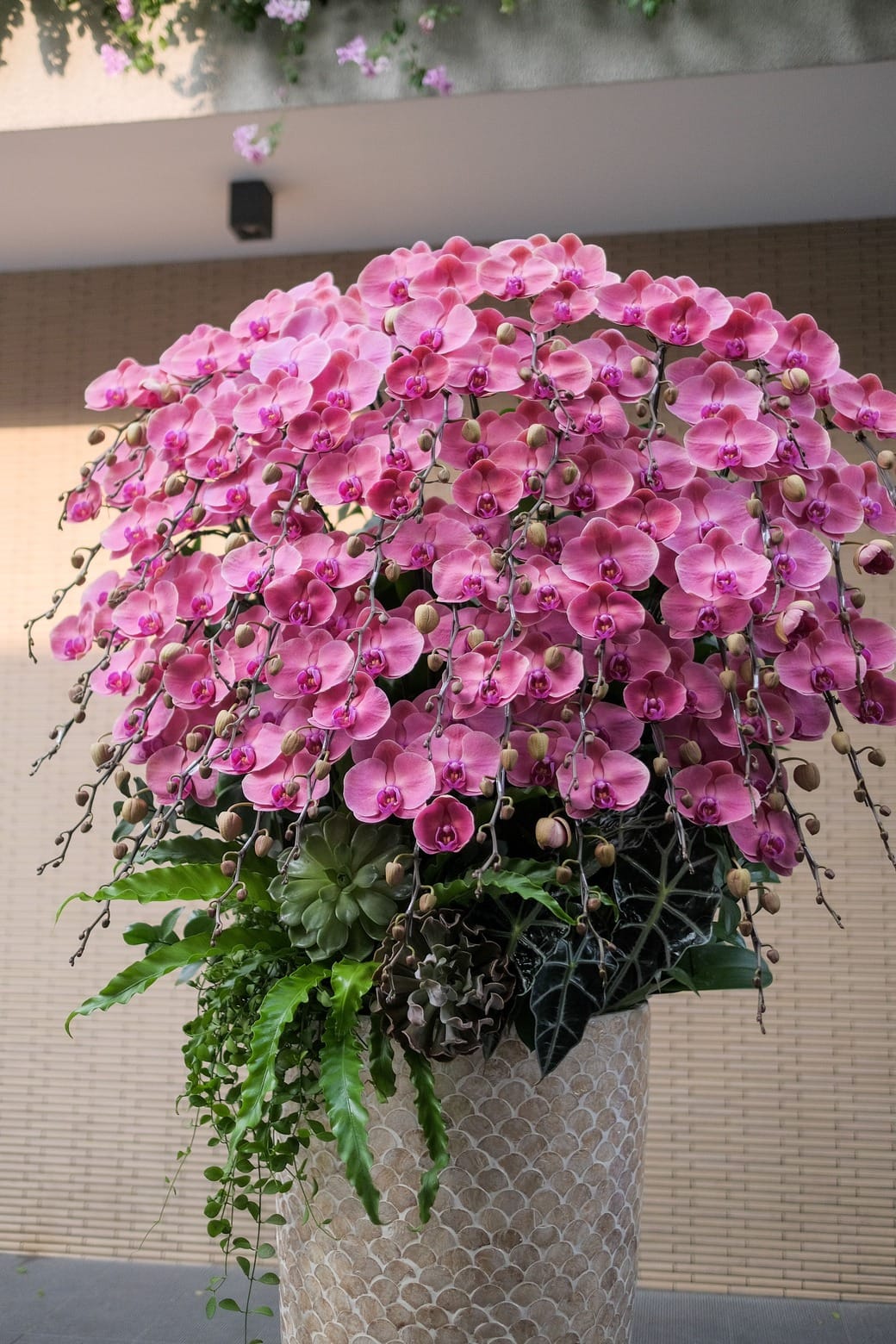 Xuân Đài Khai Sắc 5