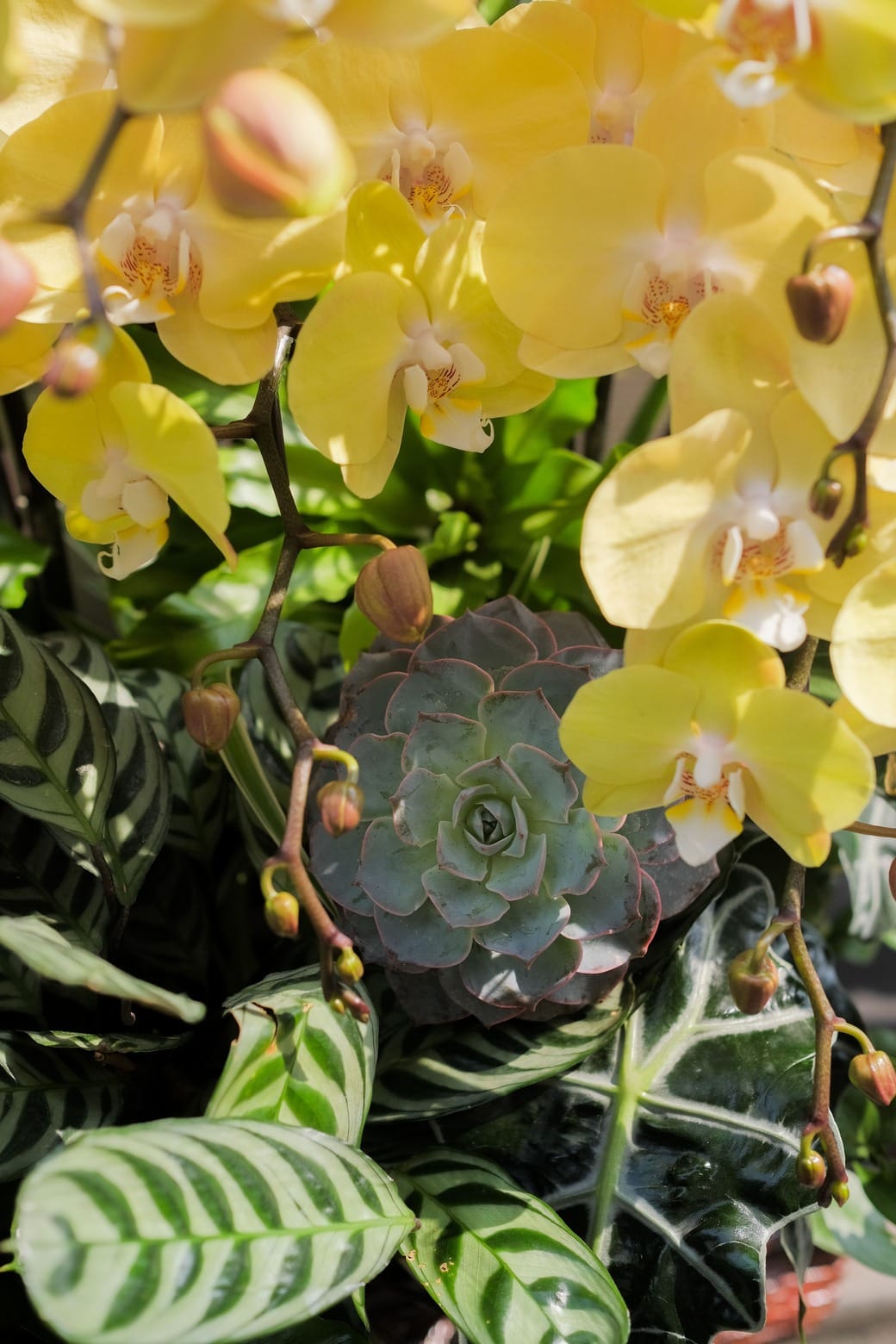 Kim Phức Thịnh Vượng 3